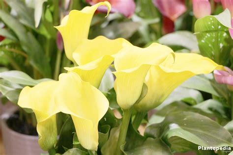 Calla Lily Plant, Zantedeschia Flower – How to Grow 